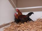 mooie welsummer kriel hanen, Dieren en Toebehoren, Pluimvee, Mannelijk, Kip