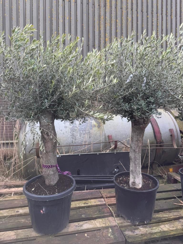 Olijfbomen met dikke stam 165cm, Tuin en Terras, Planten | Bomen, Olijfboom, 100 tot 250 cm, Volle zon, Zomer, Ophalen of Verzenden