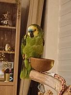 Tamme Blauw voorhoofd amazone, Dieren en Toebehoren, Vogels | Parkieten en Papegaaien, Vrouwelijk, Papegaai, Geringd