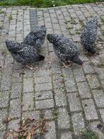 Te koop Noord Hollands Blauwe hennen, Dieren en Toebehoren, Pluimvee, Vrouwelijk, Kip