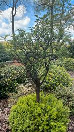 Prunus op stam, ophalen in Ruurlo, Tuin en Terras, Planten | Bomen, Halfschaduw, Ophalen of Verzenden, Bolboom, 100 tot 250 cm