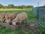 Nolana Landschaap rammen, Dieren en Toebehoren, Schapen, Geiten en Varkens, Meerdere dieren, Schaap, 0 tot 2 jaar