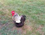 Cochin haan, Dieren en Toebehoren, Pluimvee, Mannelijk, Kip