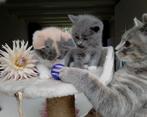 Prachtige sociale Britse Korthaar kittens, Dieren en Toebehoren, Katten en Kittens | Raskatten | Korthaar, Poes, Gechipt