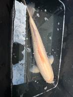 Koi, kohaku 70 cm, Dieren en Toebehoren, Vissen | Vijvervissen, Karper of Koi