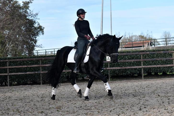 ## SUPER KNAPPE EN FIJNE MURGESE RUIN ##, Dieren en Toebehoren, Paarden, Ruin, B, 3 tot 6 jaar, Dressuurpaard, Met stamboom, Gechipt