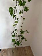 Philodendron Epipremnum stek - Geworteld en klaar!, Huis en Inrichting, Kamerplanten, Groene kamerplant, Ophalen, Halfschaduw