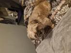 Wie o wie wil mijn daisy helpen., Teef, Eén hond, Klein, 3 tot 5 jaar