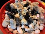 Zijdehoender broedeieren usa beschikbaar €1 per ei, Dieren en Toebehoren, Pluimvee, Geslacht onbekend, Kip
