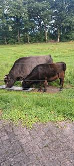 Dahomey koe en stier, Dieren en Toebehoren, Runderen, Meerdere dieren