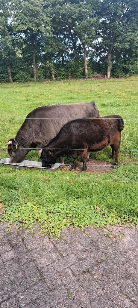 Dahomey koe en stier, Dieren en Toebehoren, Runderen, Meerdere dieren