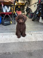 Prachtige lieve toy/dwergpoedel pup reu., Dieren en Toebehoren, Poedel, Reu, 8 tot 15 weken, Eén hond