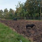 Mooie raszuivere wolvarken zeug, Vrouwelijk, Geit