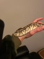 0.1 Python Pastel Mojave nk 24, Slang, 0 tot 2 jaar