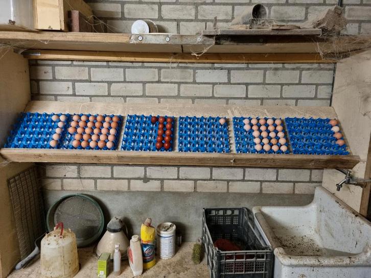 Broedeieren diverse rassen, Dieren en Toebehoren, Pluimvee, Kip, Geslacht onbekend