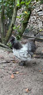 Zijdehoen haan, Dieren en Toebehoren, Pluimvee, Mannelijk, Kip