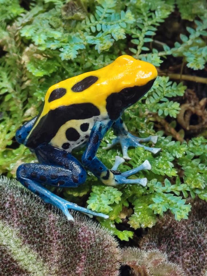 Dendrobates tinctorius brasil man