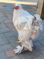 Mooie Isabel brahma haan en parelmoer hen, gaan samen weg, Dieren en Toebehoren, Meerdere dieren, Kip
