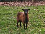 Dwerg geit, Dieren en Toebehoren, Schapen, Geiten en Varkens, Vrouwelijk, Geit