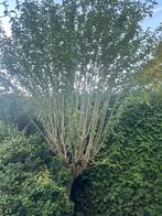 Meerstammige Boom, Ophalen, Overige soorten