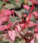 Prachtige acer red flamingo hoogte ruim 3 meter, Ophalen, Volle zon, Overige soorten