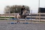 🐴✨ Super schattige allround pony✨🐴, Dieren en Toebehoren, Pony's, Merrie, Zadelmak, Gechipt, B pony (1.17m tot 1.27m)