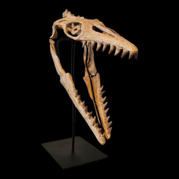 Fossiel Schedel Halisaurus arambourgi Mosasaurus beschikbaar voor biedingen