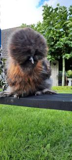 Volle Kuif USA zijdehoen haan  extreem mooi, Dieren en Toebehoren, Pluimvee