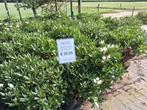 Prachtige grote 100cm Rhododendron cunningham white, Ophalen of Verzenden, Rhododendron, Struik, 100 tot 250 cm