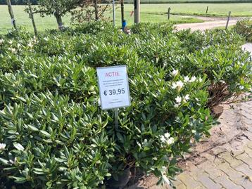 Prachtige grote 100cm Rhododendron cunningham white  beschikbaar voor biedingen