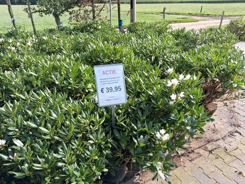 Prachtige grote 100cm Rhododendron cunningham white, Tuin en Terras, Planten | Struiken en Hagen, Struik, Rhododendron, 100 tot 250 cm