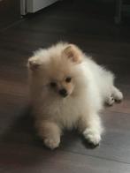 Verkoop pup, Dieren en Toebehoren, België, Particulier, Rabiës (hondsdolheid), 8 tot 15 weken