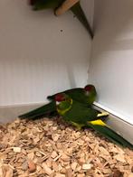 Kakarikis, Dieren en Toebehoren, Meerdere dieren, Parkiet