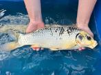Japanse koi s, Dieren en Toebehoren, Vissen | Vijvervissen, Karper of Koi