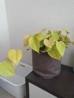 Nep leren bloempot met plant, Kunststof, Rond, Binnen, Zo goed als nieuw