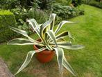 Prachtige grote Bonte Agaveplant, Tuin en Terras, Volle zon, Vaste plant, Bloeit niet, Ophalen