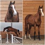 Dit weekend halen: 3750 euro!, Dieren en Toebehoren, Merrie, Met stamboom, Springpaard, 0 tot 2 jaar