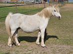 Beste Welsh A fokmerrie, Dieren en Toebehoren, Pony's, Merrie, Gechipt, Niet van toepassing, A pony (tot 1.17m)