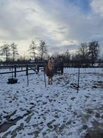 18 jarige haflinger merrie, Dieren en Toebehoren, Juni, Vrouwelijk