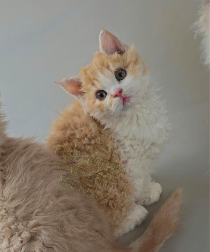 2 REX kittens met stamboom Selkirk rex showkwaliteit katers, Dieren en Toebehoren, Katten en Kittens | Raskatten | Korthaar, Kater