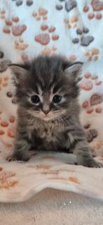 Maine coone kittens, Dieren en Toebehoren, Katten en Kittens | Raskatten | Langhaar