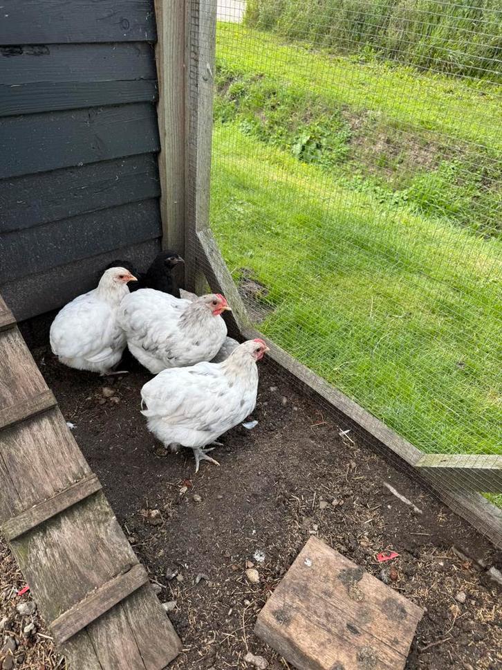 Orpington kriel, Dieren en Toebehoren, Pluimvee, Kip, Meerdere dieren