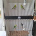 Grasparkieten te koop 4 stuks, Dieren en Toebehoren, Vogels | Parkieten en Papegaaien, Meerdere dieren, Parkiet