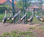 2 kroonkraan hennen, Vrouwelijk, Tropenvogel