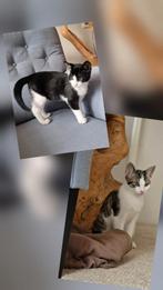 Superlieve kittens te koop, Europese Korthaar, Dieren en Toebehoren, Katten en Kittens | Overige Katten, Meerdere dieren