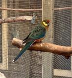 Stanley rosella's, Meerdere dieren, Parkiet