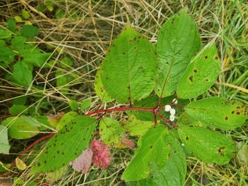 Grote witte kornoelje Cornus alba 'Siberica' beschikbaar voor biedingen