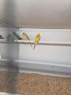 Roodrug parkieten, Dieren en Toebehoren, Meerdere dieren, Parkiet