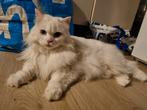 Perzische poes MET spoed weg, Dieren en Toebehoren, Poes, Gechipt, 6 jaar of ouder