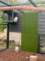 Koppel sneeuwuilen, Meerdere dieren